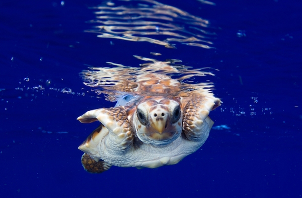 لاکپشت‌های دریایی